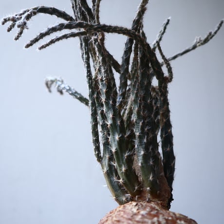 プテロカクタス ツベローサス   黒竜     Pterocactus tuberosus   no.122215