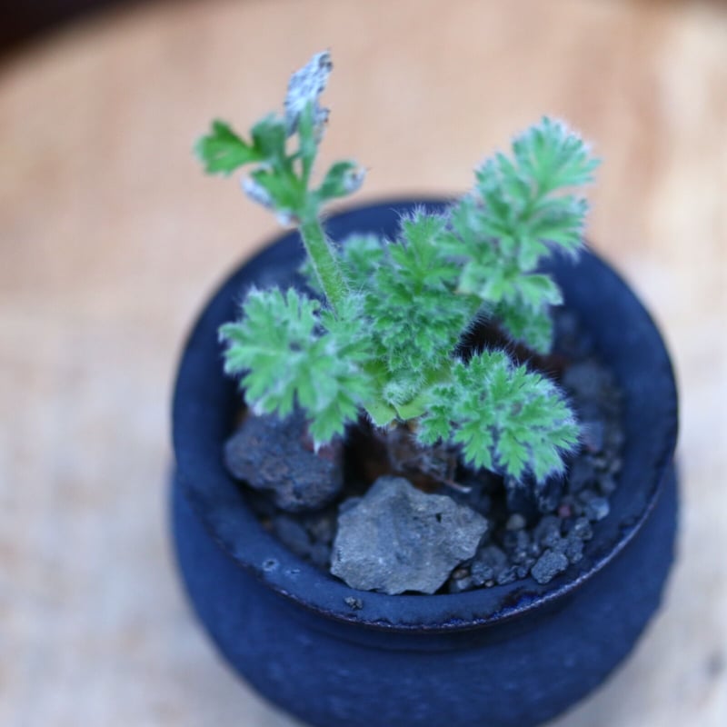 ペラルゴニウム トリステ 実生／Pelargonium triste no.11613 |