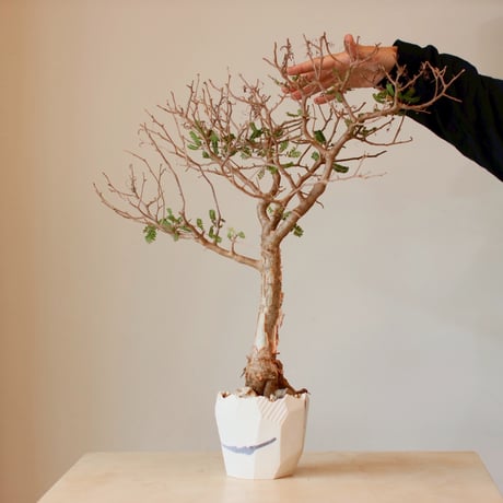 Bursera microphylla × N/OH (4号)  no.125/2