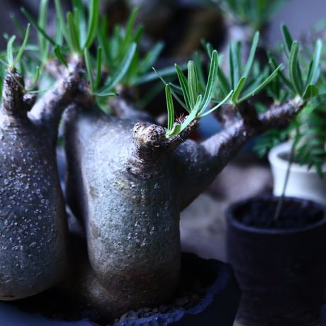 パキポディウム グラキリス  Wヘッド  Pachypodium rosulatum var. gracilius no.71905