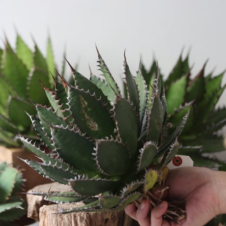 U.S. horrida -By the way (Agave horrida) / Style of Chika　no.1206-49