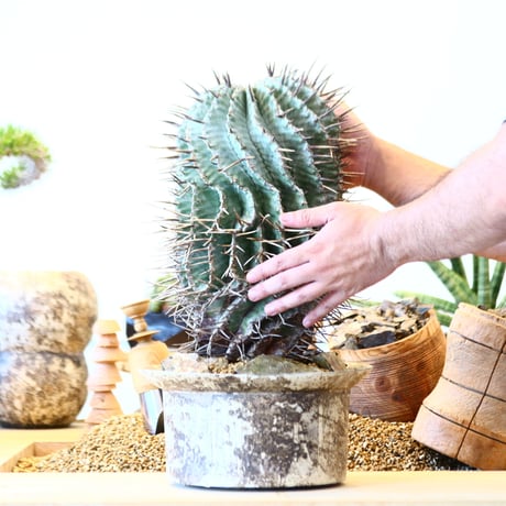 Euphorbia horrida 'major'  × たけろうポット   no.91752