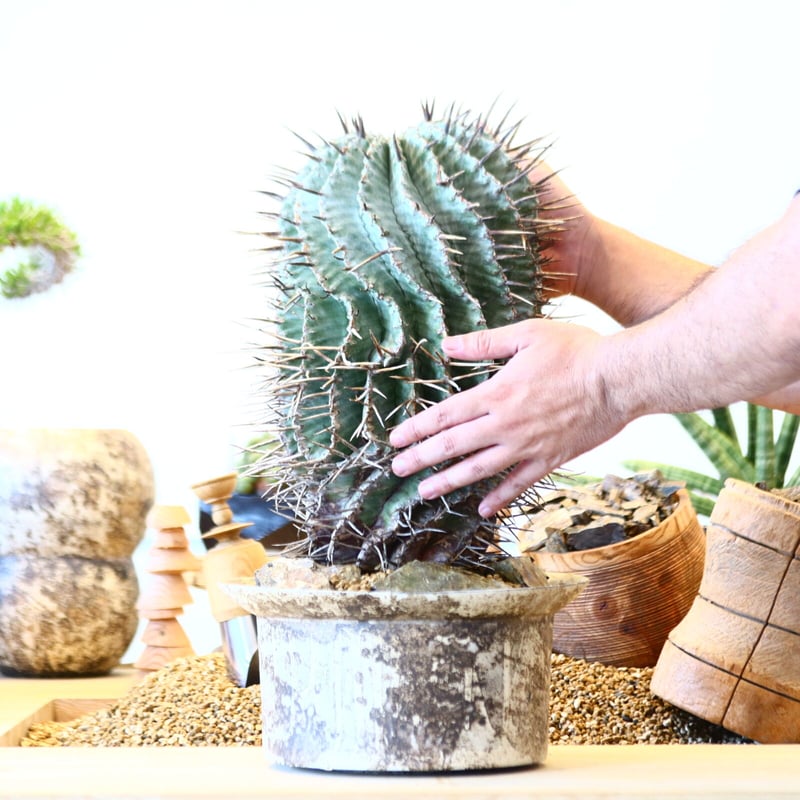 Euphorbia horrida 'major' × たけろうポット no.91752 Euphorbia horrida 'major' × たけろうポット no.91752