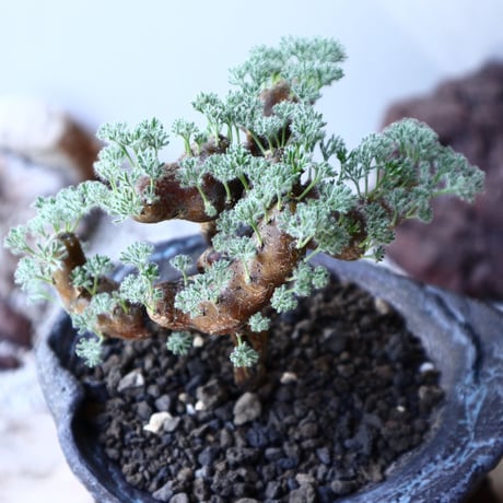 サルコカウロン  ムルチフィズム  Sarcocaulon multifidum   no.61606