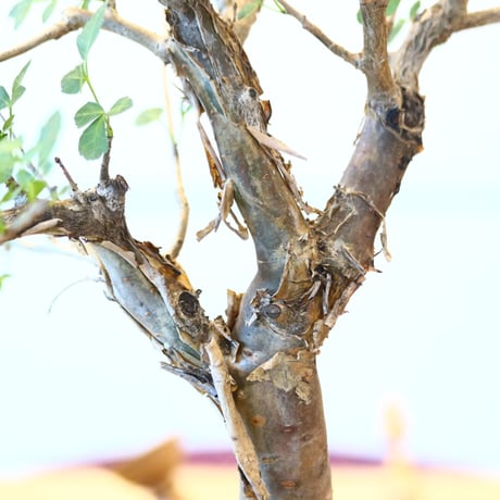ブルセラ ファガロイデス / Bursera fagaroides   no.62512