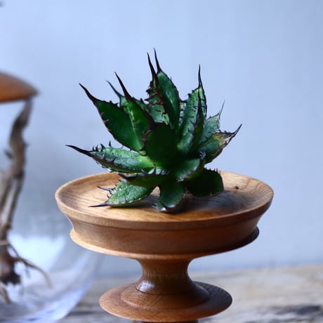 アガベ ホリダ    Agave horrida     no.1025-2