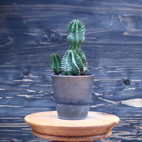ユーフォルビア  ホリダ     Euphorbia  horrida     no.30703