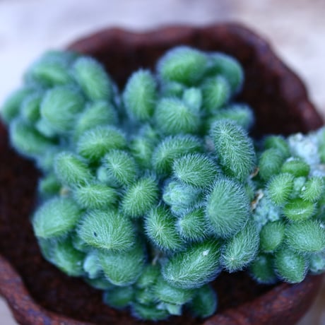 セダム  モシニアナム (新ヒントニー)／Sedum mocinianum   no.10931