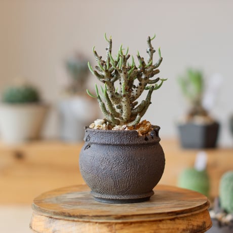 Tylecodon buchholzianus × takero pot (2.5号)  no.111/23