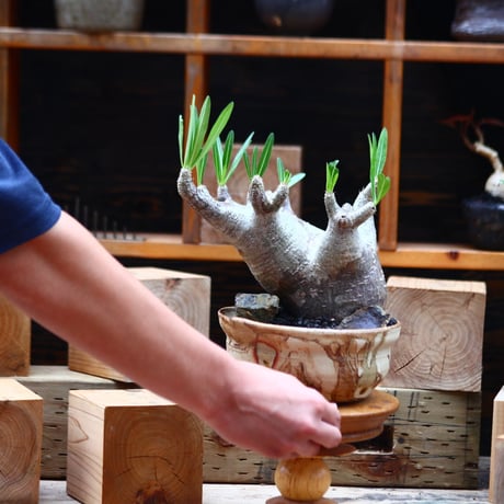 パキポディウム  イノピナツム／Pachypodium Inopinatum   no.82207