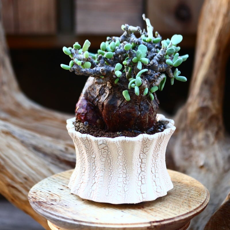 村山孝夫、「滝(苗名滝)」、希少画集の額装画、四季、風景、人気作品 村山