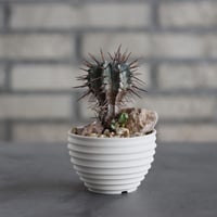 Euphorbia horrida (長刺ホリダ) × takero pot (2.5号)  no.607/8