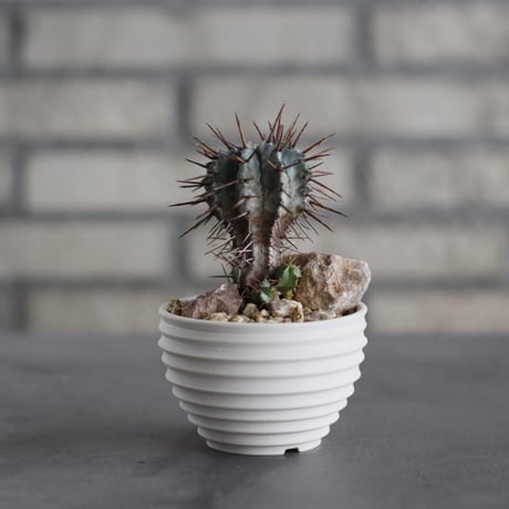 Euphorbia horrida (長刺ホリダ) × takero pot (2.5号)  no.607/8