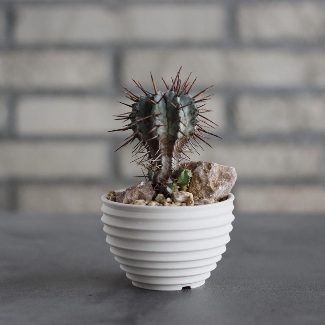 Euphorbia horrida (長刺ホリダ) × takero pot (2.5号)