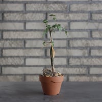 Bursera fagaroides × YAMABACHI (3号)  no.621/27