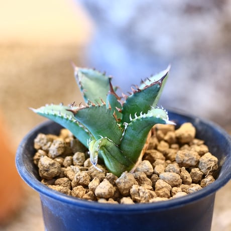 Agave titanota  姫厳竜   no.32451