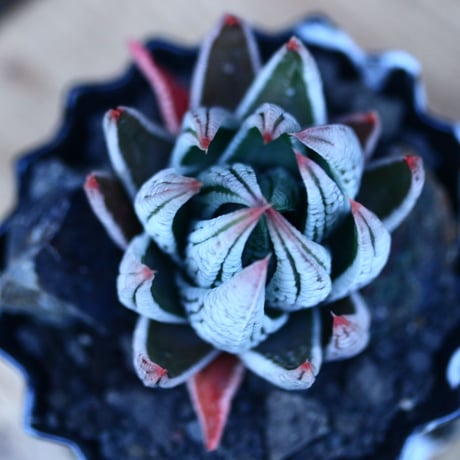 ハオルチア 皇帝／Haworthia 〝Koutei″  no.13078