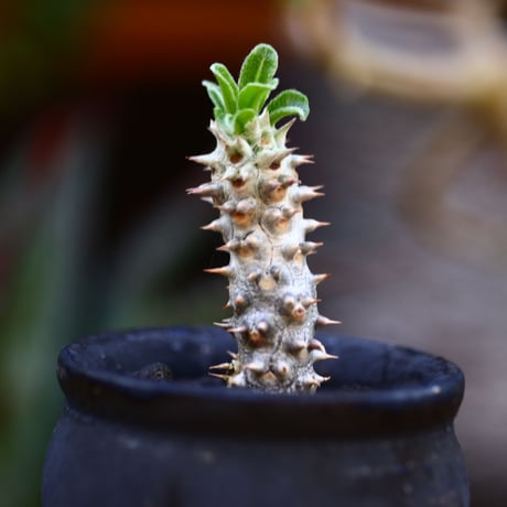 パキポディウム タッキー／Pachypodium'Tackyi'        no.91204