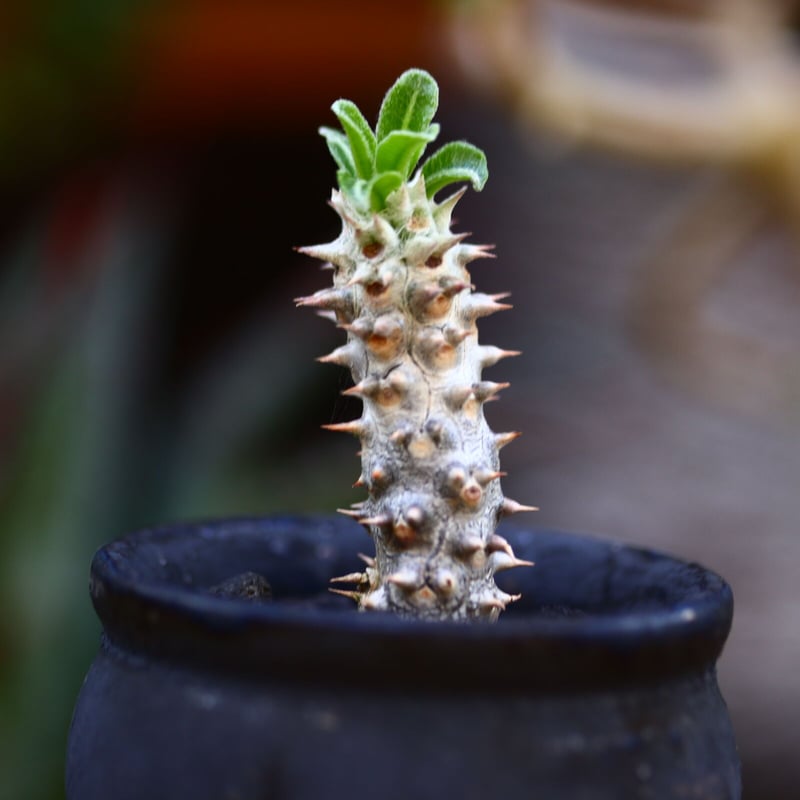 パキポディウム タッキー／Pachypodium'Tackyi' no.9120