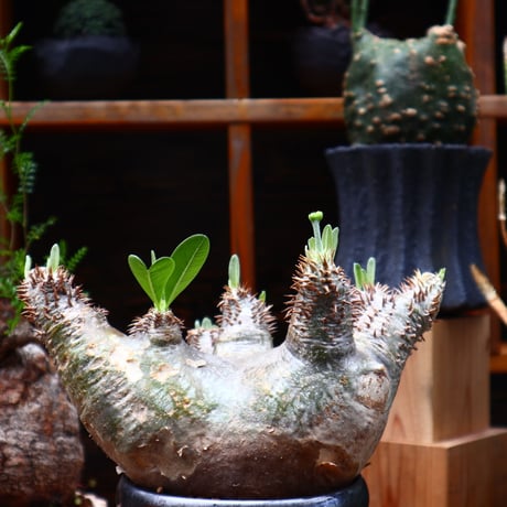 パキポディウム デンシフローラム ／Pachypodium densiforum    no.71027