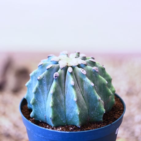 フェロカクタス 刺無王冠竜 / Ferocactus glaucescens f. nuda  no.51431