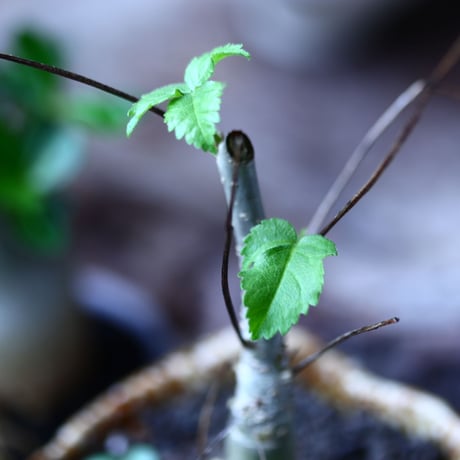 コミフォラ ロンギペデケラータ  Commiphora Longipedecellata   no.71928