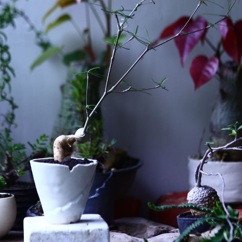 ユーフォルビア ヘディオトイデス Euphorbia hedyotoides no.7