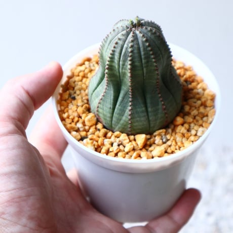 ユーフォルビア  オベサ  Euphorbia obesa  no.102814