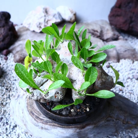 パキポディウム  ブレビカウレ  恵比寿笑い   Pachypodium brevicle   no.102727