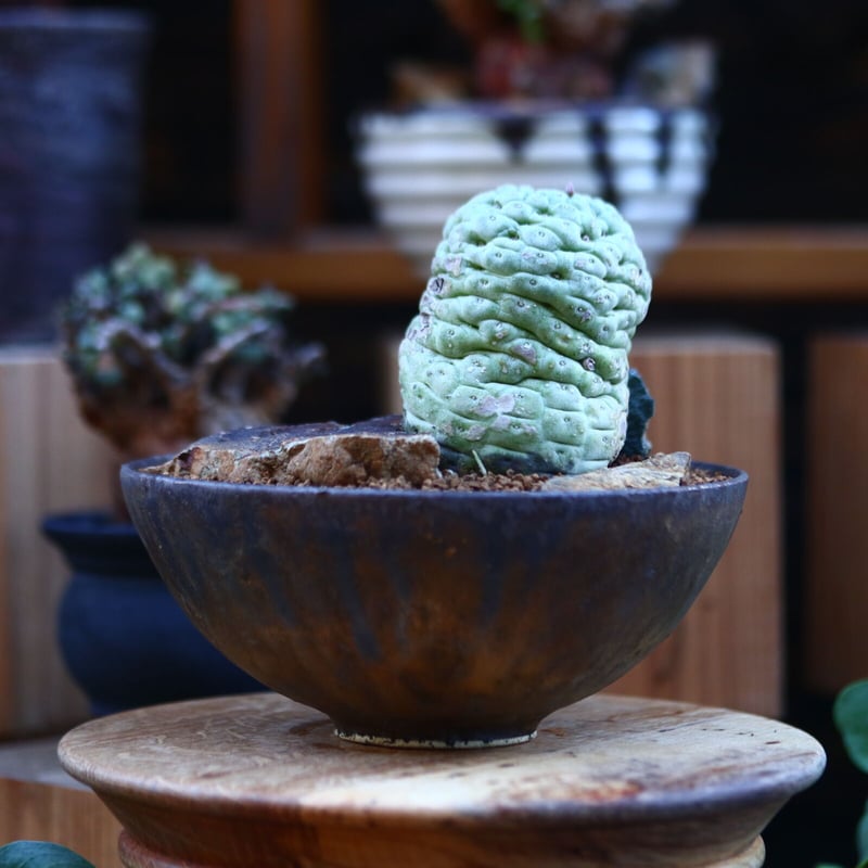 Larryleachia cactiformis / ラリレアキア カクティフォルメ 仏