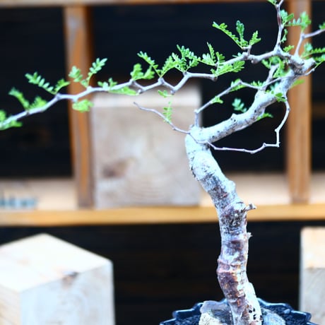コミフォラ モンストローサ   Commiphora monstrosa   no.82227