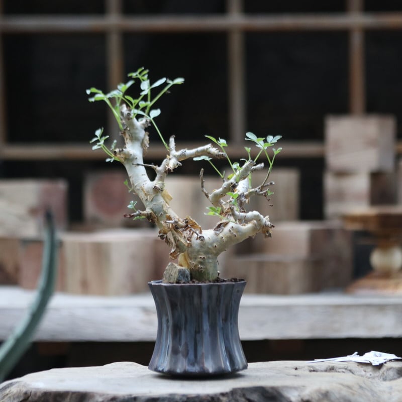 コミフォラ ストックシアナ／Commiphora stocksiana no.111310