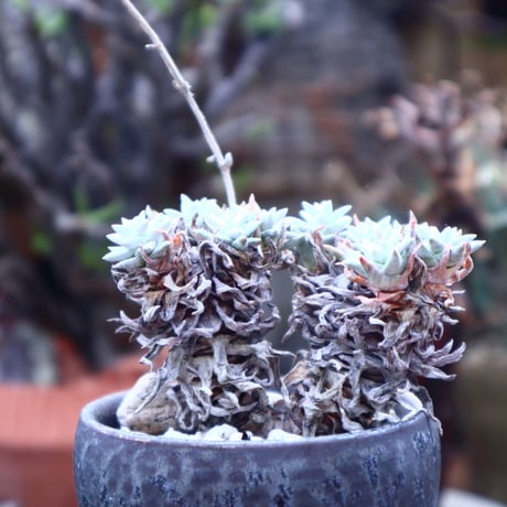 ダドレア グリーニー Dudleya greenei  no.42519