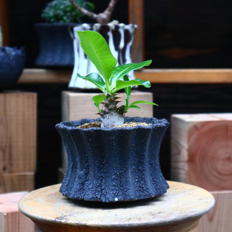 パキポディウム ウィンゾリー実生／Pachypodium baronii var. winds