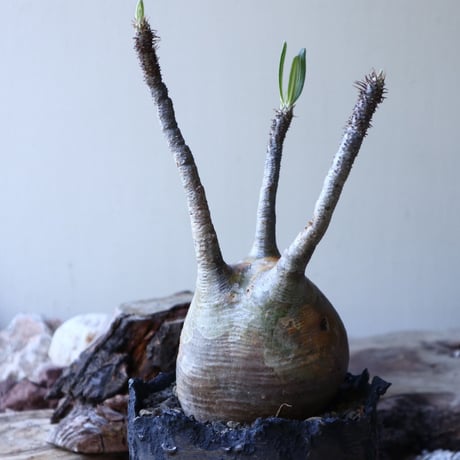 パキポディウム グラキリス Pachypodium rosulatum var. gracilius no.51936