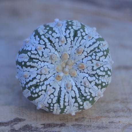 アストロフィツム   スーパー兜　抜き苗　 Astrophytum asterias 'Super Kabuto'      no.207/2