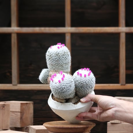 マミラリア 春星／Mammillaria humboldtii  no.112759