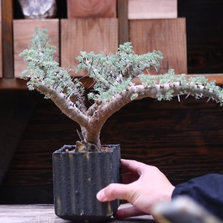 サルコカウロン ヘレー／Sarcocaulon herrei    no.20592