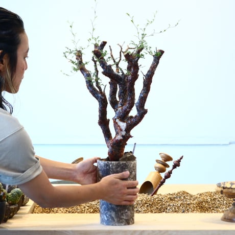 たけろうポット × Commiphora monstrosa   no.72364