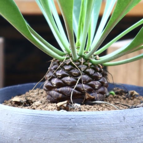 ユーフォルビア  鉄甲丸／Euphorbia bupleurifolia   no.61917