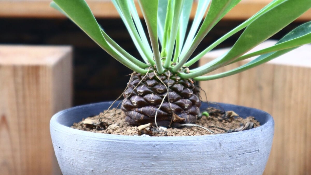 A052 ユーホルビア鉄甲丸Euphorbia bupleurifolia 2株