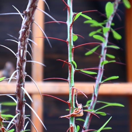 フォークイエリア hyb.／ Fouquieria hyb. （purpusii × fasciculata ） no.60577