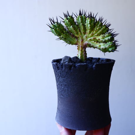 ユーフォルビア  エノプラ   紅彩閣  綴化      Euphorbia enopla   f. monstruosus  no.11922