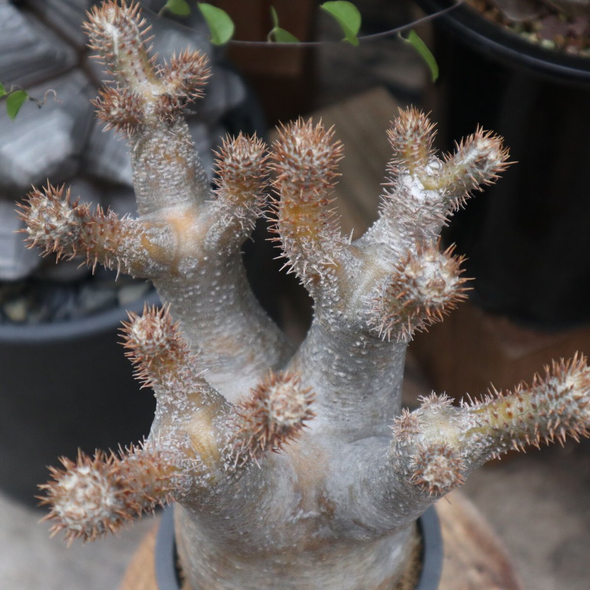 パキポディウム イノピナツム Pachypodium inopinatum パキポディウム イノピナツム / トトロのような可愛らしい風貌に娘が