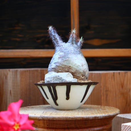 パキポディウム  グラキリス／Pachypodium  gracilius       no.605107