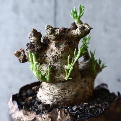 チレコドン  ペアルソニー   Tylecodon pearsonii no.016