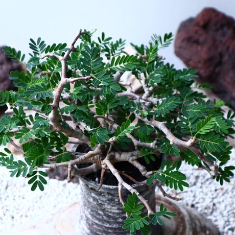 センナ メリディオナリス   Senna meridionalis  no.90104