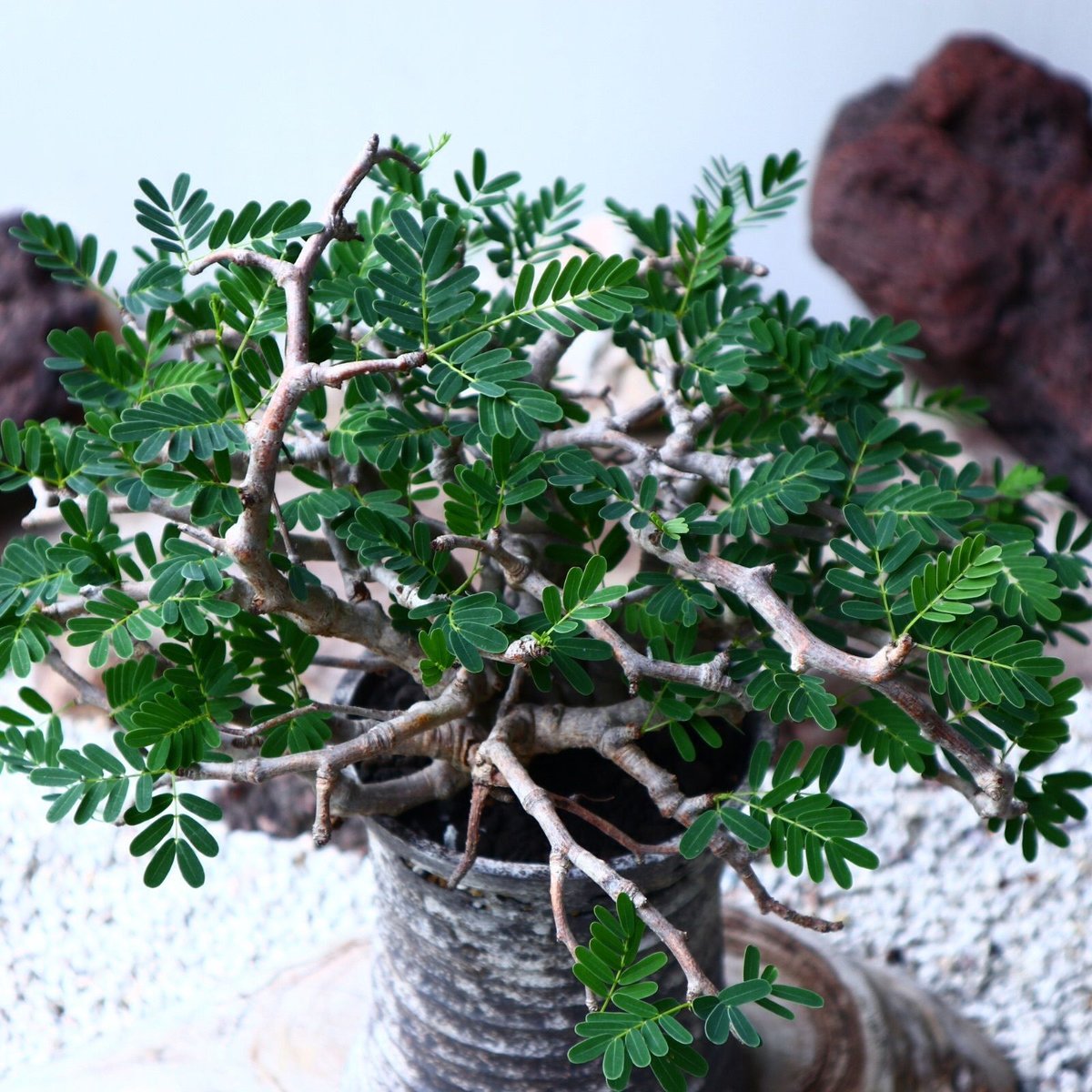 センナ メリディオナリス Senna meridionalis no.90104 | 芽の巣山