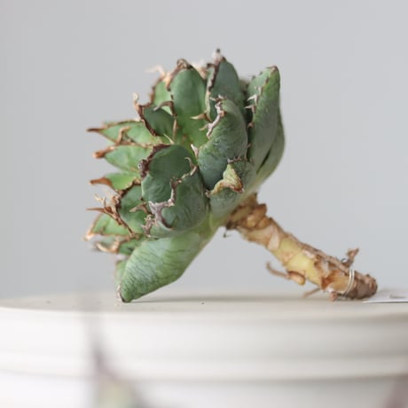 Agave titanota filigree Devil/ Style of Chika　no.42107