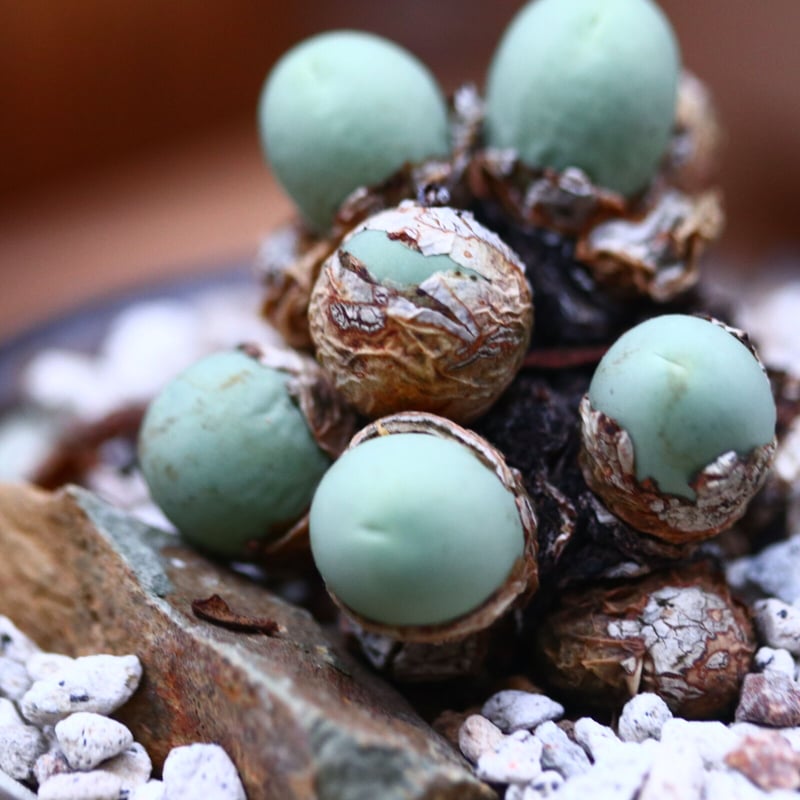 コノフィツム カルキュルス／Conophytum calculus no.102452